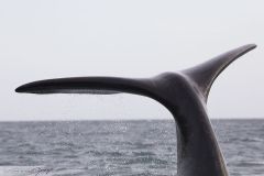 Baleine franche australe