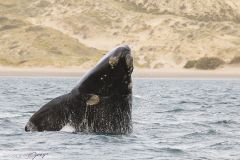 Baleine franche australe