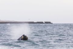 Baleine franche australe