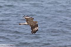 Caracara chimango