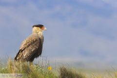 Caracara huppé