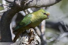 Conure magellanique