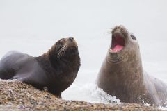 Eléphant de mer du sud et Otarie de Patagonie