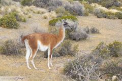 Guanaco