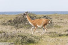 Guanaco