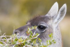 Guanaco