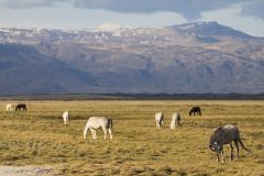 Pâturages de chevaux