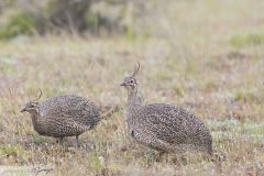 Tinamou élégant