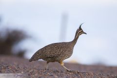 Tinamou élégant