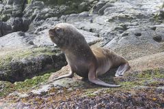 Lion de mer - Otarie de Patagonie