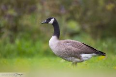 Bernache du Canada ; Canada Goose