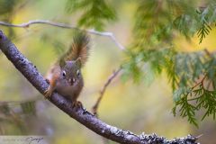 Ecureuil roux américain ; American red squirrel