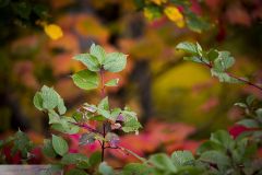 Feuillage d'automne