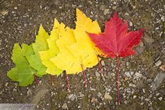 Feuilles d'Erable ; Maple Leaves