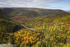 Forêt aux couleurs d'automne