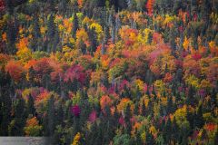 Forêt aux couleurs d'automne