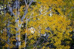 Forêt aux couleurs d'automne