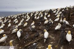 Fou de Bassan ; Gannet