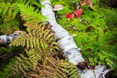 Fougère en forêt boréale ; fern in boreal forest