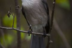 Mésangeai du Canada ; Canada Jay