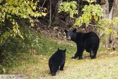 Ours noir ; Black bear