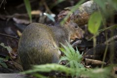 Agouti ponctué