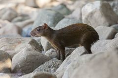 Agouti ponctué