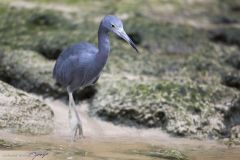 Aigrette bleue