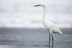 Aigrette neigeuse