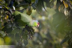 Amazone à lores rouges