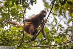 Atèle de Geoffroy - Geoffroy's spider monkey