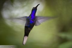 Campyloptère violet - Violet sabrewing