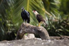 Caracara du Nord