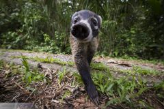 Coati à nez blanc