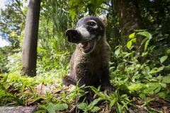 Coati à nez blanc