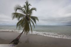 Cocotier sur la mer Caraïbe
