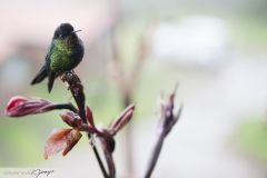 Colibri insigne