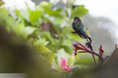 Colibri insigne