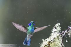 Colibri thalassin