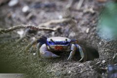 Crabe bleu