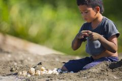 Enfant ramassant des oeufs de tortues pour l'alimentation ; Child picking turtle eggs for feeding