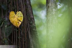 Feuille en coeur