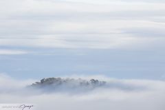 Forêt de nuages