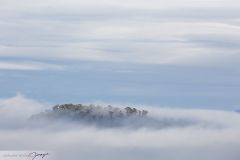 Forêt de nuages