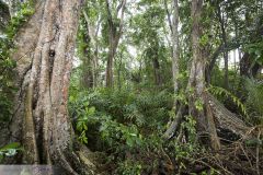 Forêt tropicale côtière