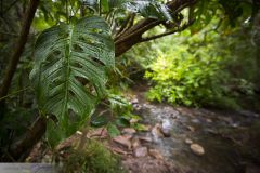 Forêt tropicale