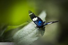 Heliconius sp.