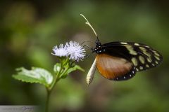 Heliconius sp.