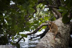 Iguane vert