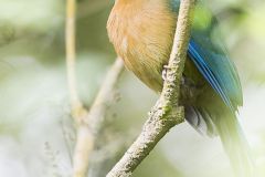 Motmot de Lesson